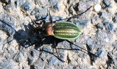 insectes