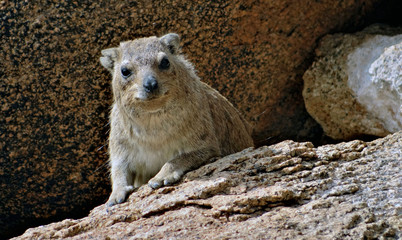 Le daman des rochers de Namibie