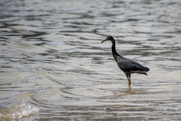Sea bird