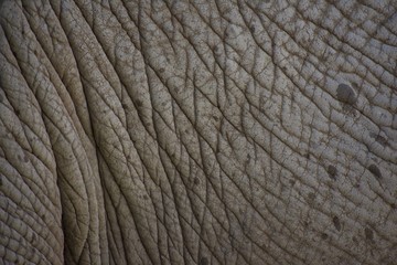 Up close texture of dirty elephant skin and hide.