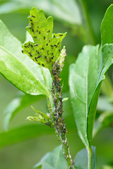Aphids on plant in nature.