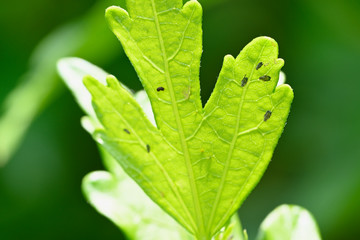 Aphids on plant in nature.