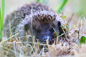 hérisson