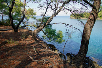 Fototapeta premium Recreation. View through the pine trees of the Aegean Sea in Sithonia. Greece. A warm sunny day in September. Bright colors and amazing beauty of nature.