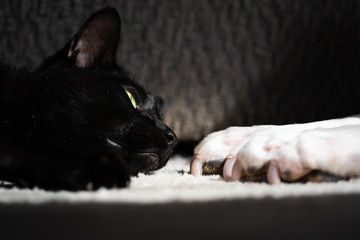 Black cat checks out his dog's toes