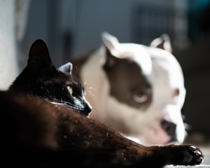 Black cat and American Staffordshire Terrier pose for a portrait together