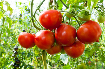 delicious and red tomatoes natural