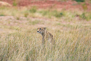 SAFARI Tanzania Zanzibar