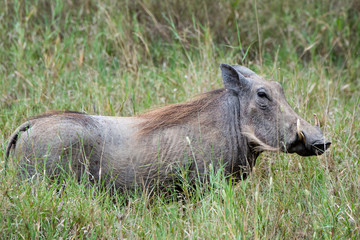 SAFARI Tanzania Zanzibar