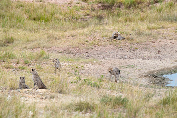 SAFARI Tanzania Zanzibar