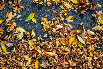 Yellow Fallen Autumn Leaves on the Asphalt Road. Autumn, Season Change Concept Background