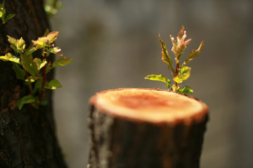 beginning new life and rebirth concept