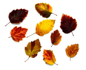 red-yellow leaves on a white background. Concept - leaf fall, autumn colors