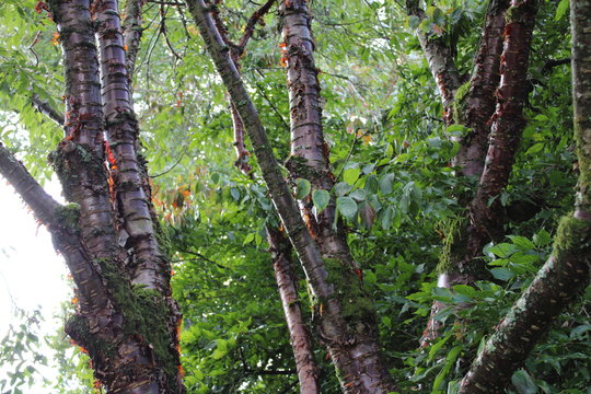 Prunus Serrula, Tibetan Cherry Tree Trunk Ornamental Bark