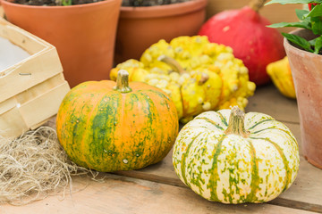  ripe decorative pumpkins of different shapes and colors at a vegetables farm harvest festival.