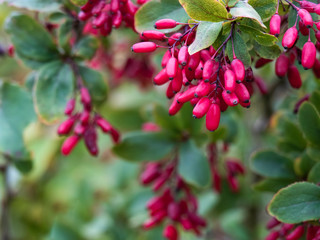 Barberry berries on a branch. Red fruit. Autumn. Macro.