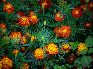 Blooming marigold flowers in garden. Yellow, green and red colors.