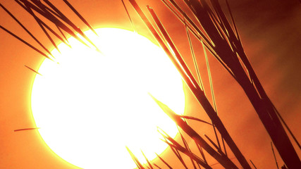 Gros plan sur un coucher de soleil dans les herbes sèches