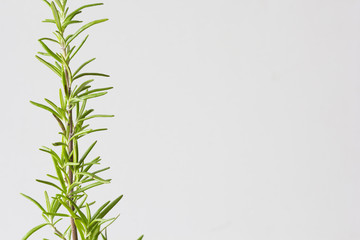 Branch of plant Rosemary at home on white background