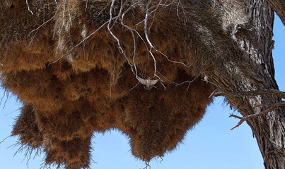 Le républicain social ou tisserand, petit oiseau de Namibie et son nid