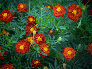 Blooming marigold flowers in garden. Yellow, green and red colors. © Konstantin Belov
