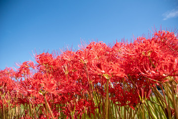 京都亀岡市の彼岸花