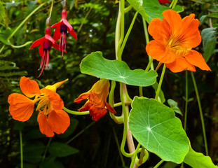 Close up of a trailing orange Nasturtium (Tropaeolum) with flowers and leaves. Purple & pink bush fuchsia blooms in background. Organically growing outdoors. England. 
