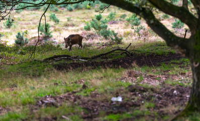 wildboar animal in the netherlands in the forest