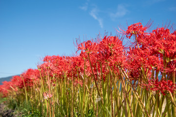 京都亀岡市の彼岸花