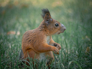 Red squirrel sits in green grass and and look around. Tsaritsyno park, Moscow city, Russia. Close up view with bokeh.