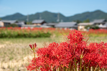 京都亀岡市の彼岸花