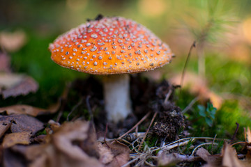 Fly agaric or fly amanita (Amanita muscaria) in autumn