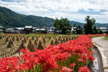 京都亀岡市の彼岸花