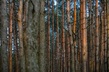 Fototapeta premium Pine forest background