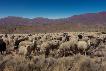 Sheep grazing in the zone of 