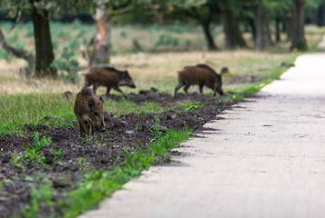wildboar animal in the netherlands in the forest