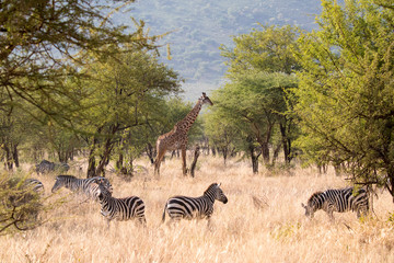 SAFARI Tanzania Zanzibar © CE