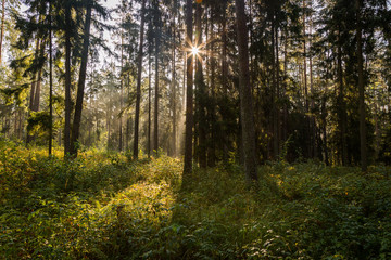 Forrest - Forest Knyszyn (Poland)