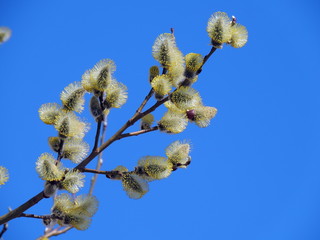 flowers in spring , sky, blue, plant, flora.