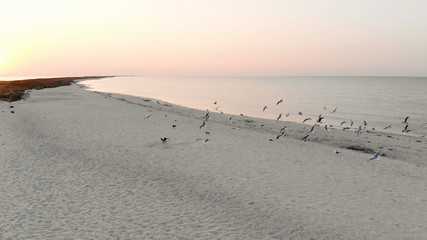 Fototapeta na wymiar Sandy beach and sea at sunset. Seagulls flying over the coast. Panorama of sea beach at sunset sky.