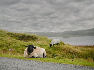 Sheep in Connemara National park, Resting and eating by the road, Cloudy moody sky.