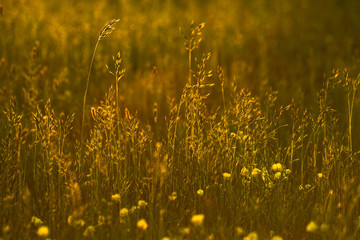 Long grass alongside buttercups illuminated by setting sun