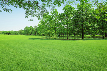 beautiful morning light in public park with green grass field