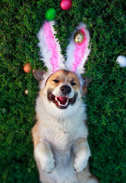 portrait of a cute puppy dog Corgi lying in the green grass in the pink ears surrounded by colorful Easter eggs and pretty smiles