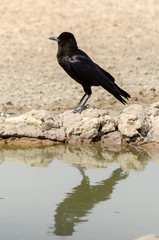 Corneille du Cap,.Corvus capensis, Cape Crow