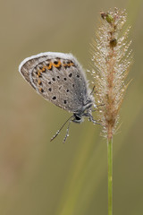 The common blue butterfly at sunrise (Polyommatus icarus)