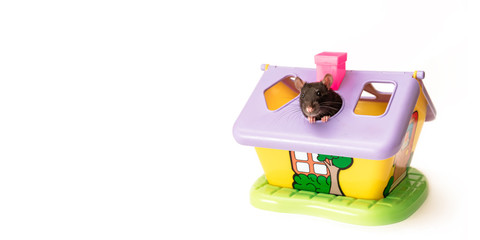 black rat peeps out of the roof of a toy house on a white background, good mood