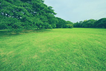 Parks and green trees in spring. Nature background