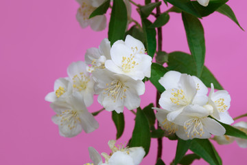A branch of a mockup blooming in small white flowers Isolated on a pink background.