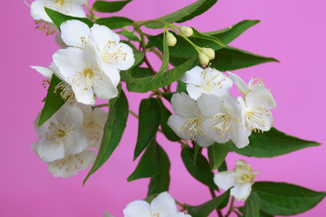 A branch of a mockup blooming in small white flowers Isolated on a pink background.
